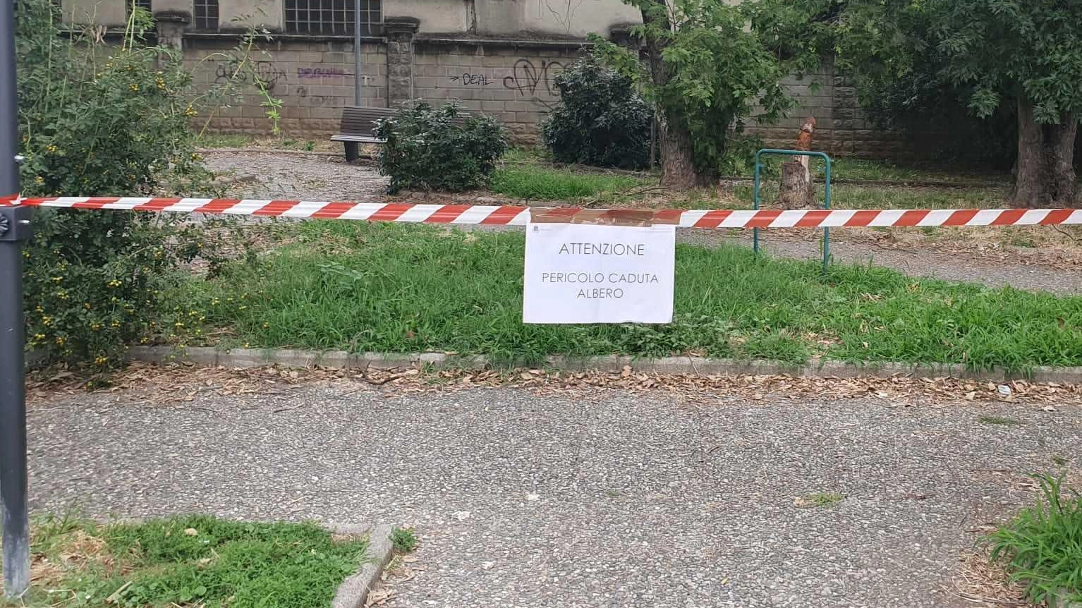 L’antico Bagolaro della piazza ora è al sicuro L’antico Bagolaro della piazza ora è al sicuro