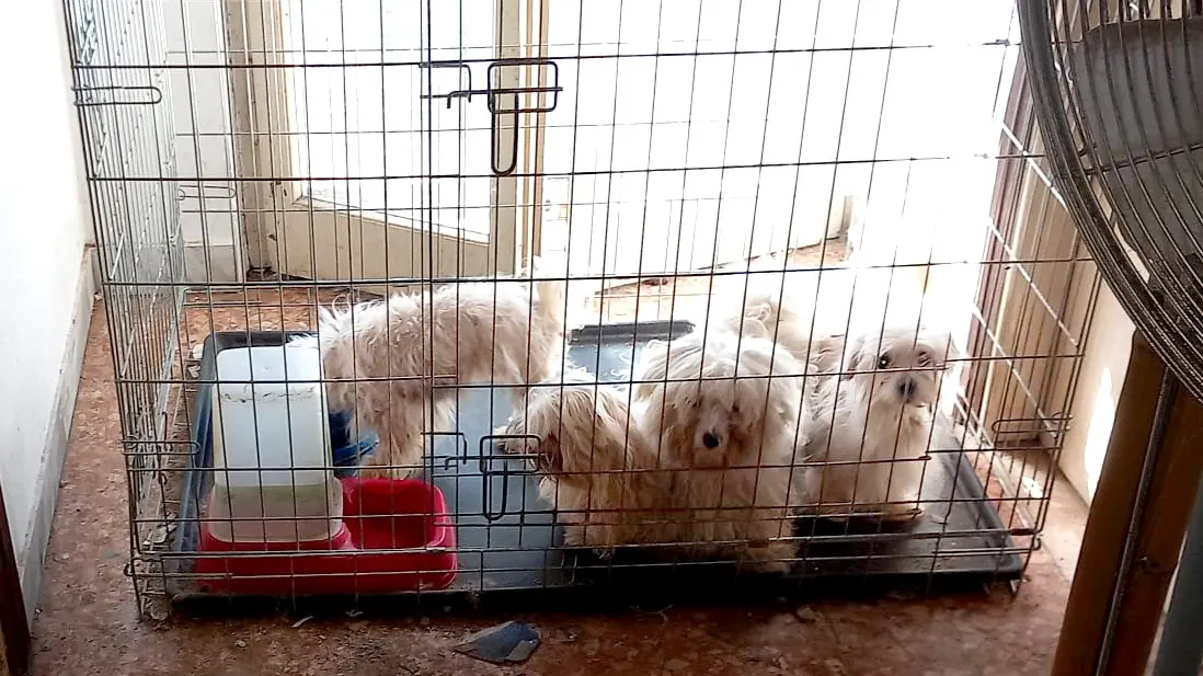 Alcuni dei cani sequestrati a Vidigulfo