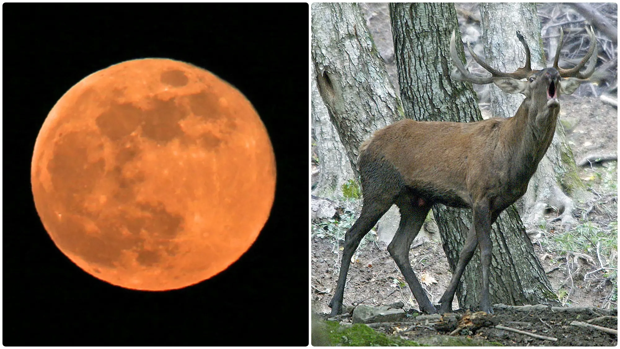 Superluna del Cervo, dove vederla lunedì 3 luglio in Lombardia e perché si chiama così?