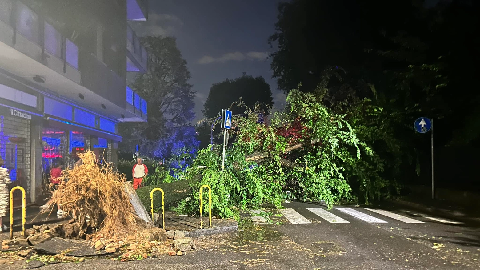 Albero abbattuto dal nubifragio a Monza