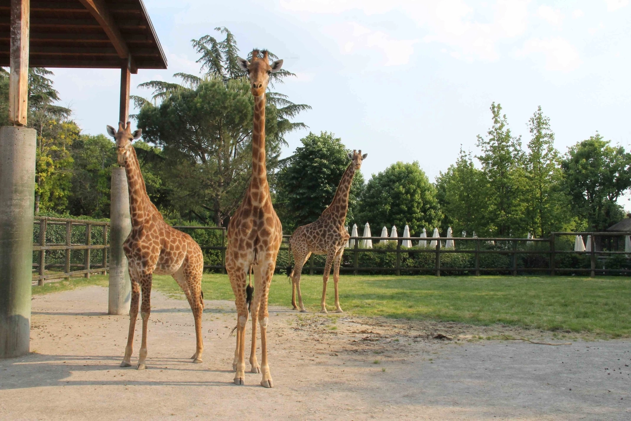 Giraffe