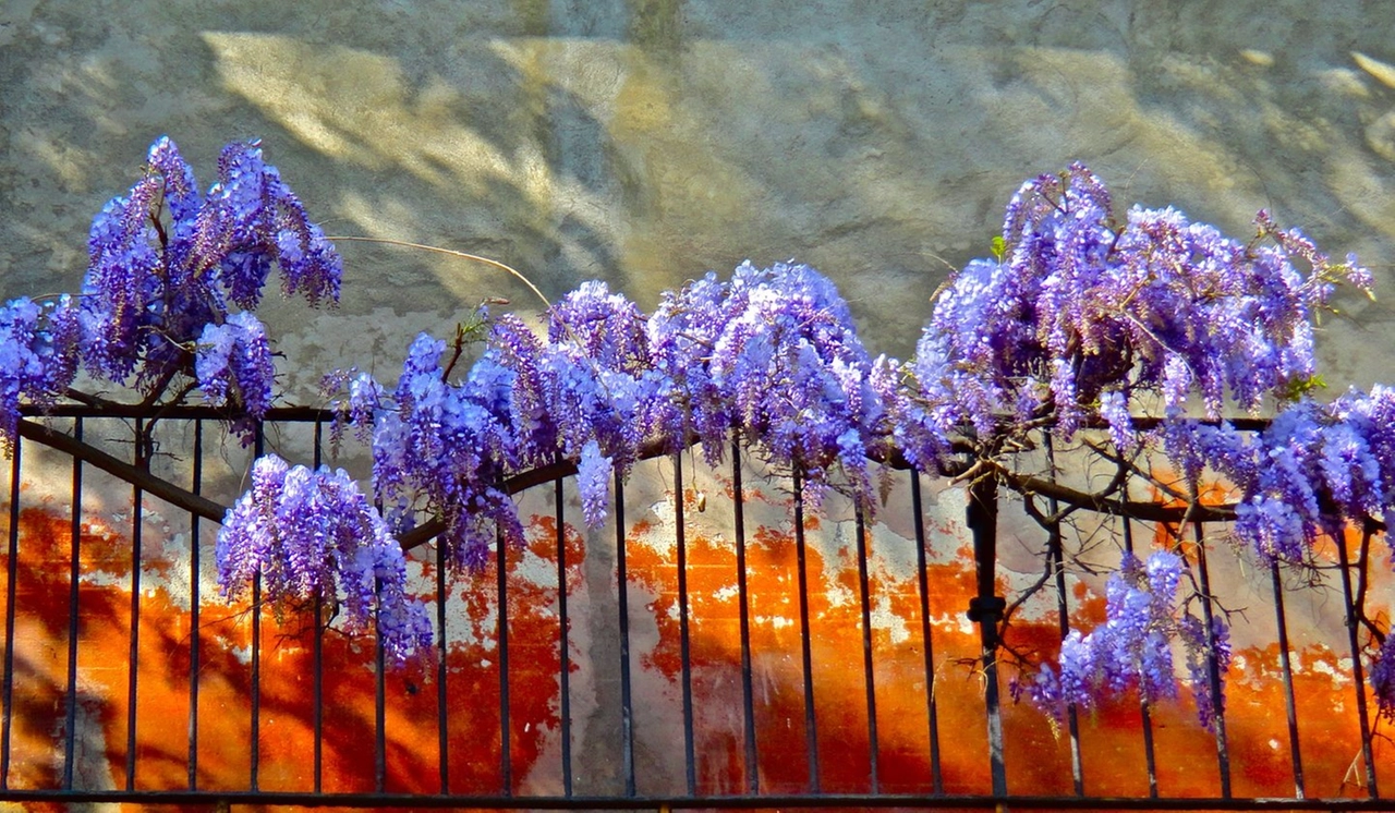 immagine di sfondo 8
