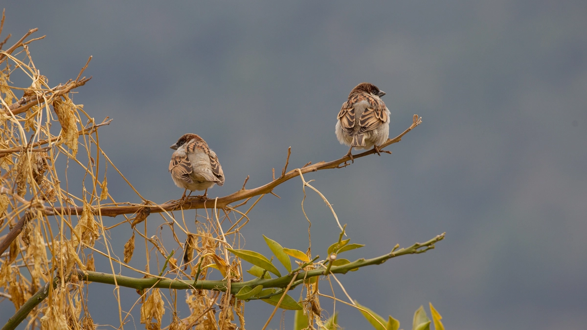 Uccellini in una foto L.Gallitto