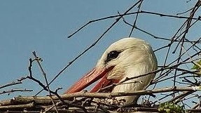 Alle porte della città virgiliana da domenica tornano le visite al Parco delle Bertone, giardino romantico e naturalistico amato dai bambini