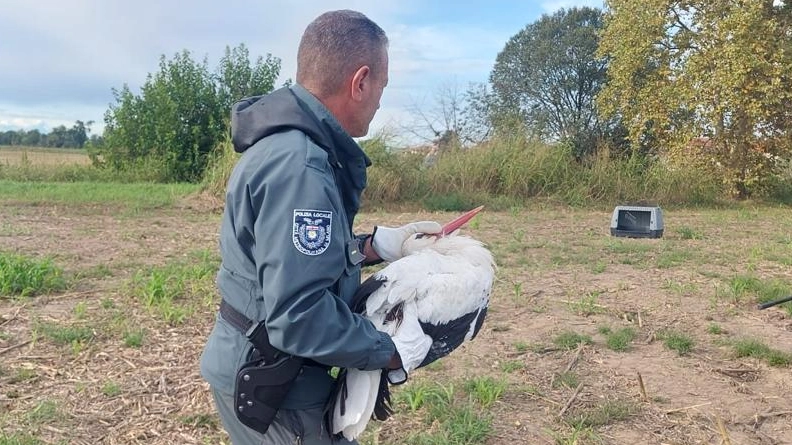 La cicogna ferita salvata dagli agenti della Città Metropolitana di Milano nelle campagne di Colturano