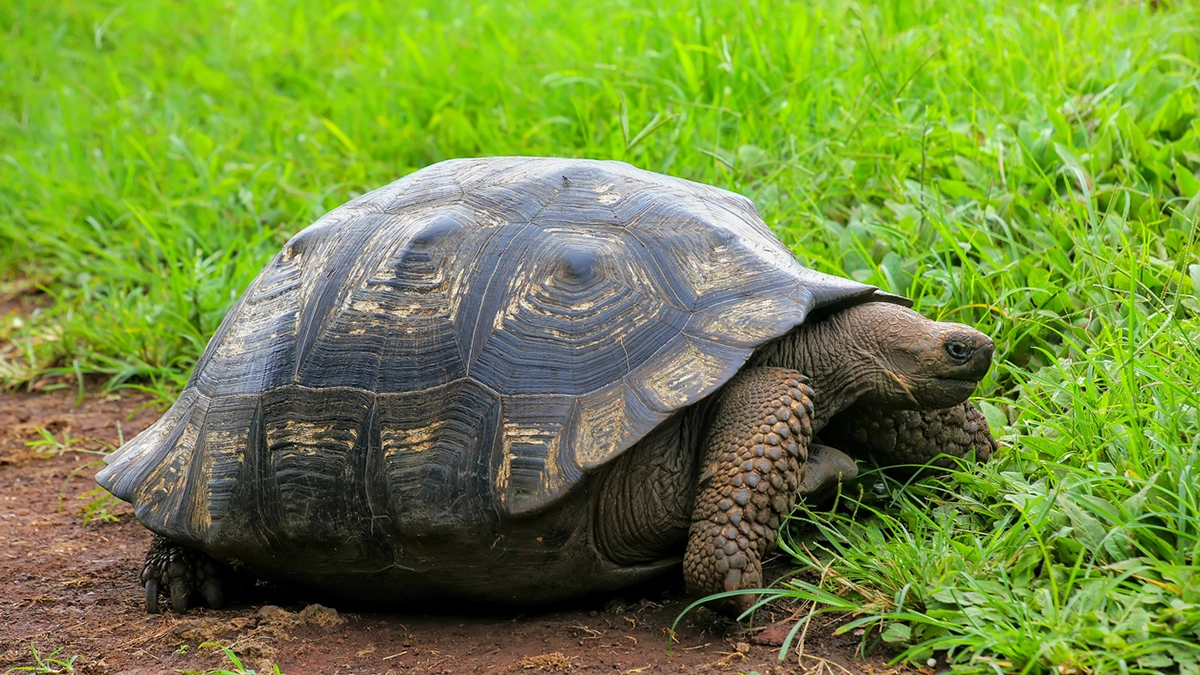 Una tartaruga gigante delle Galapagos (Foto: Donyanedomam/iStock)