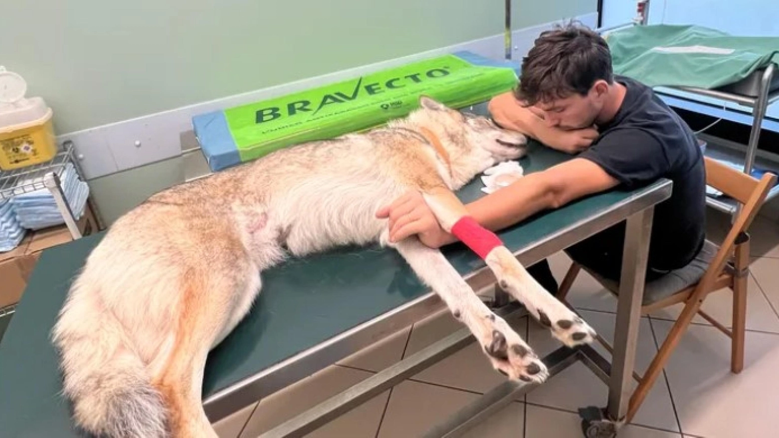 Luca Locatelli, 31 anni, di Ambivere, mentre rimane vicino alla sua cagna, Arwen