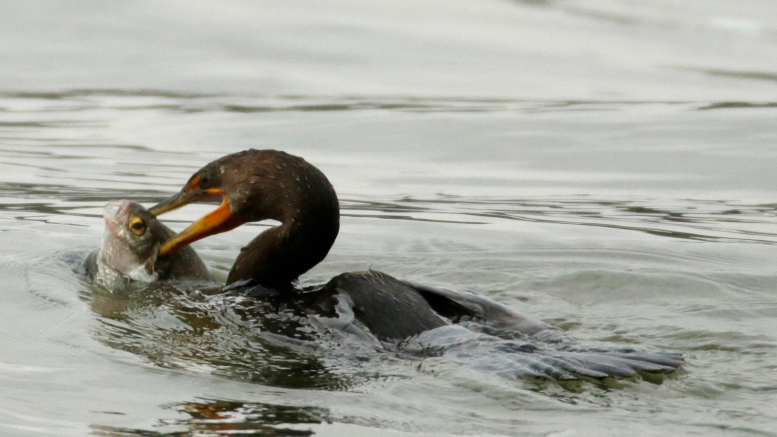 Cormorano in una foto Reuters