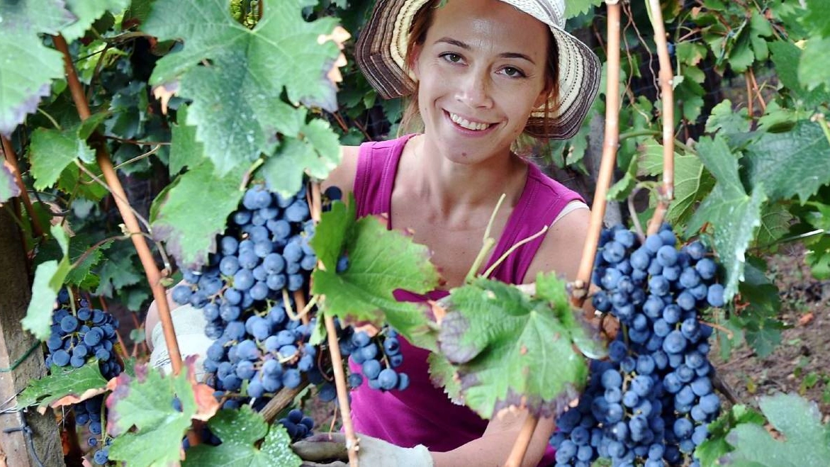 Trentino e Veneto colpite dalle gelate fanno acquisti in Oltrepo
