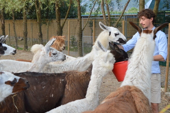 COME IN AFRICA A Samolaco anche una zebra e un dromedario 