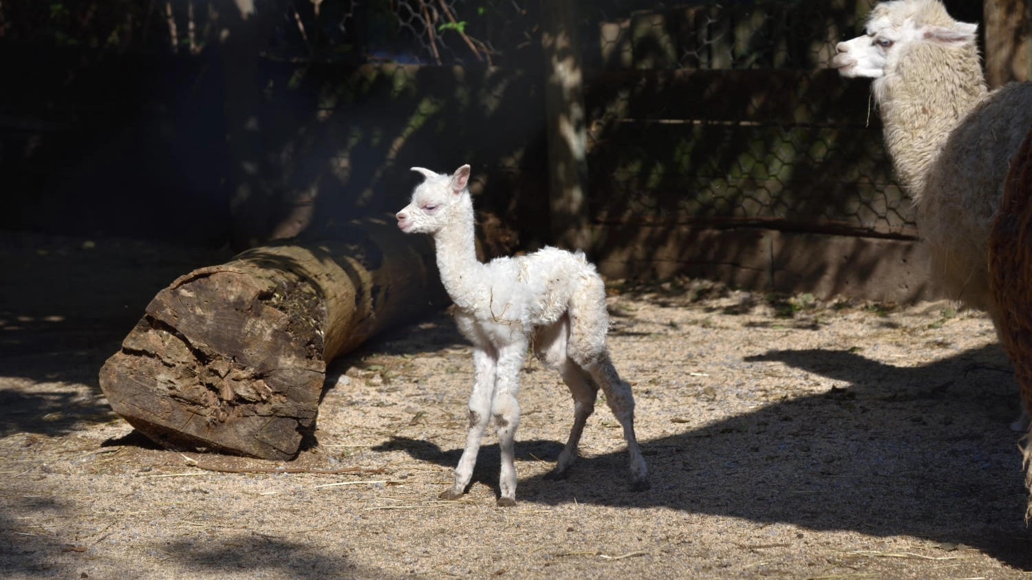 Un baby alpaca 