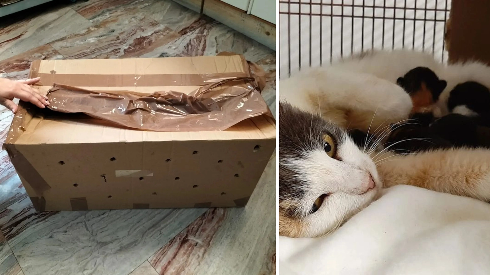 La scatola in cui erano abbandonati i gatti e, a destra, la mamma con i suoi cuccioli