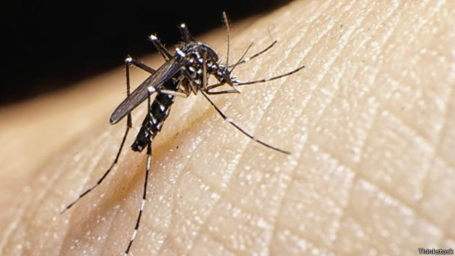 Zanzare (e virus) 