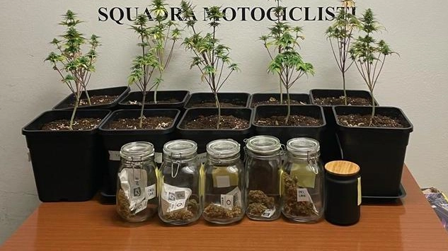 Alcuni degli arbusti di marijuana e delle dosi già pronte per lo spaccio sequestrate a Travagliato Alcuni degli arbusti di marijuana e delle dosi già pronte per lo spaccio sequestrate a Travagliato