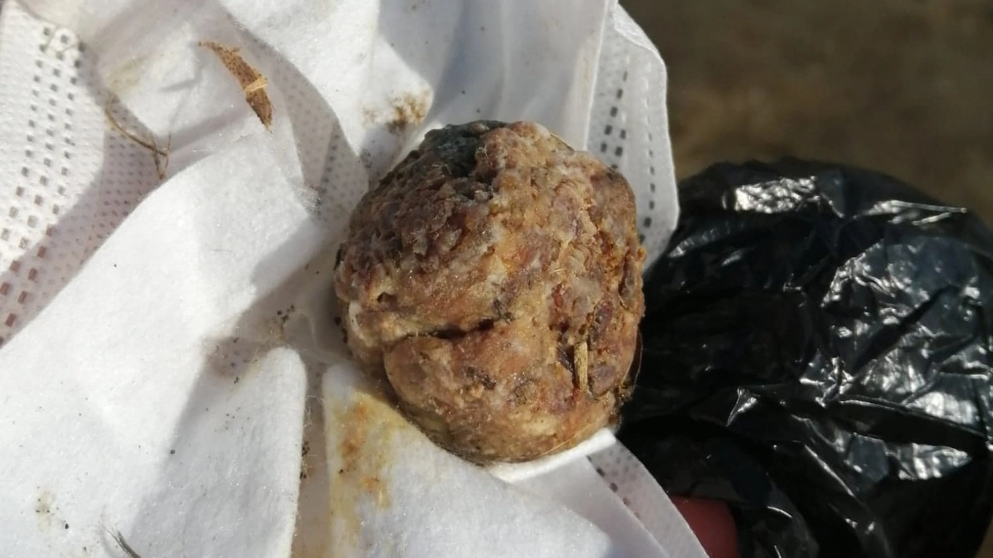 Ecco la foto di una delle polpette avvelenate lascioate nei parchi in zona Corvetto