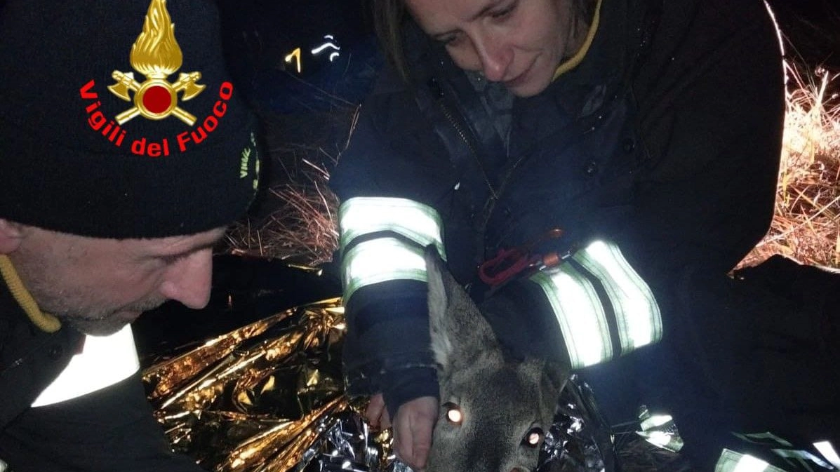 Il salvataggio del capriolo a Monno (Foto vigili del fuoco)