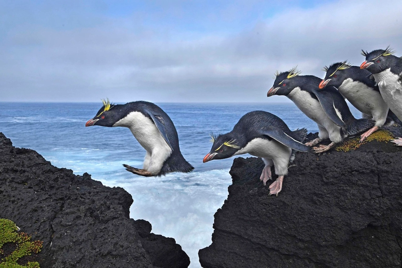 Pinguini Rockhopper (thomas p. peschaksalta)