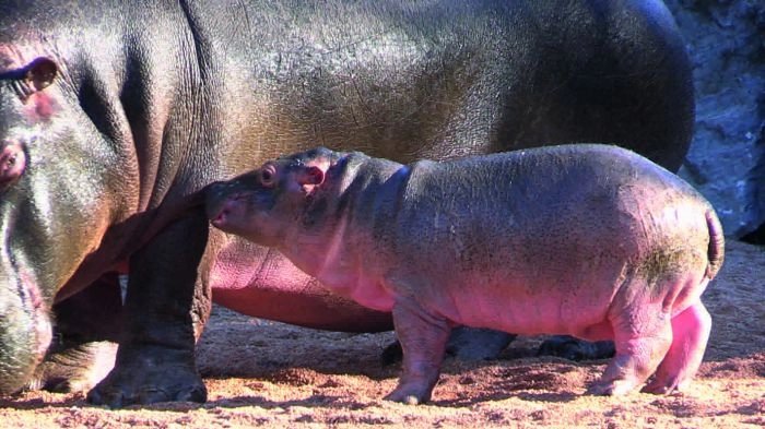 Baby Hippo al Parco Le Cornelle