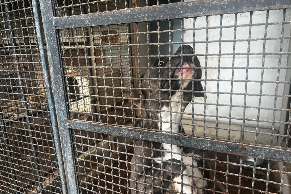 Uno dei pitbull trovati all'interno dell'allevamento di Agrate Brianza