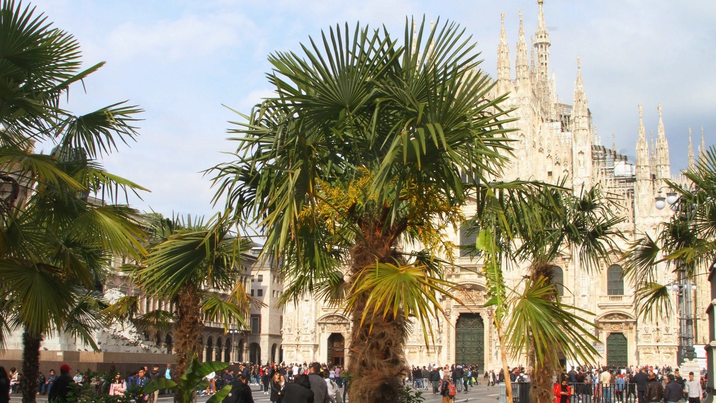 Palme in piazza Duomo a Milano