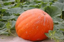 Una zucca gigante