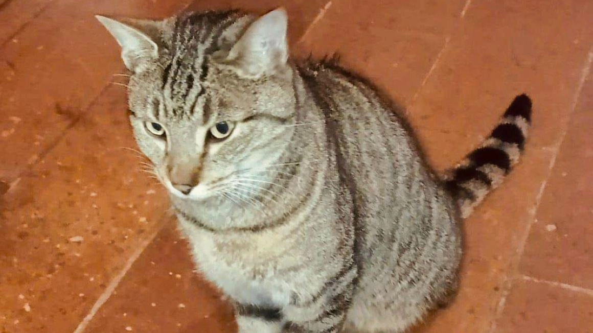 Il gatto Korason riappare dopo un anno