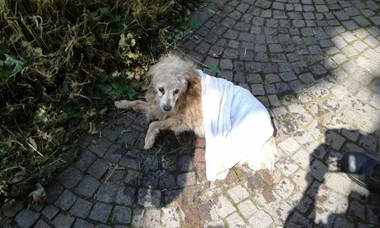 Corbetta, cane rischia di morire: salvato dai pompieri
