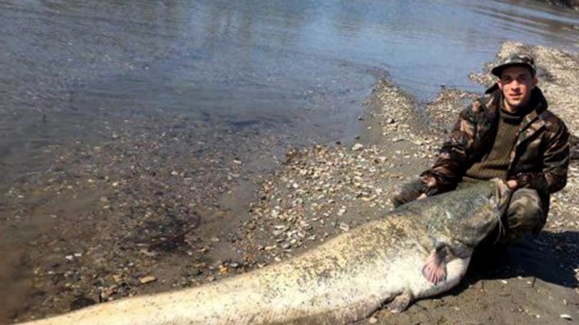 Guerra al pesce siluro che può raggiungere i 2,5 metri di lunghezza e 150 chili