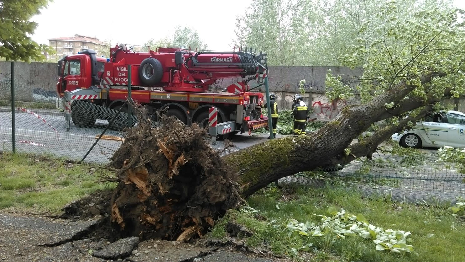 L'albero crollato in via Fascetti