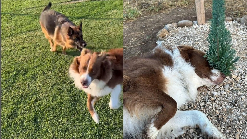 I due cani Bamboo e Carla giocano insieme, a destra Bamboo sulla tomba di Carla
