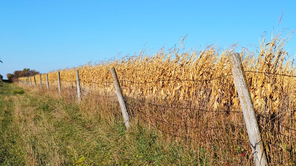 Campo di grano. Foto jbdeboer via Pixabay