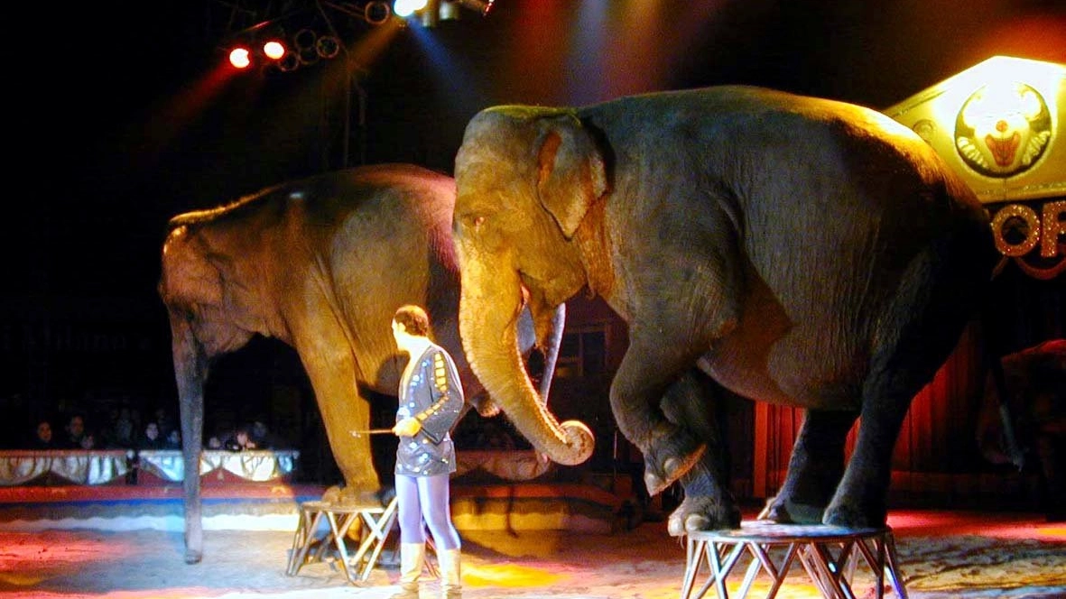 Elefanti del circo in una foto Newpress
