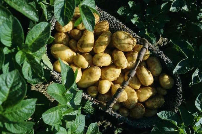Patate