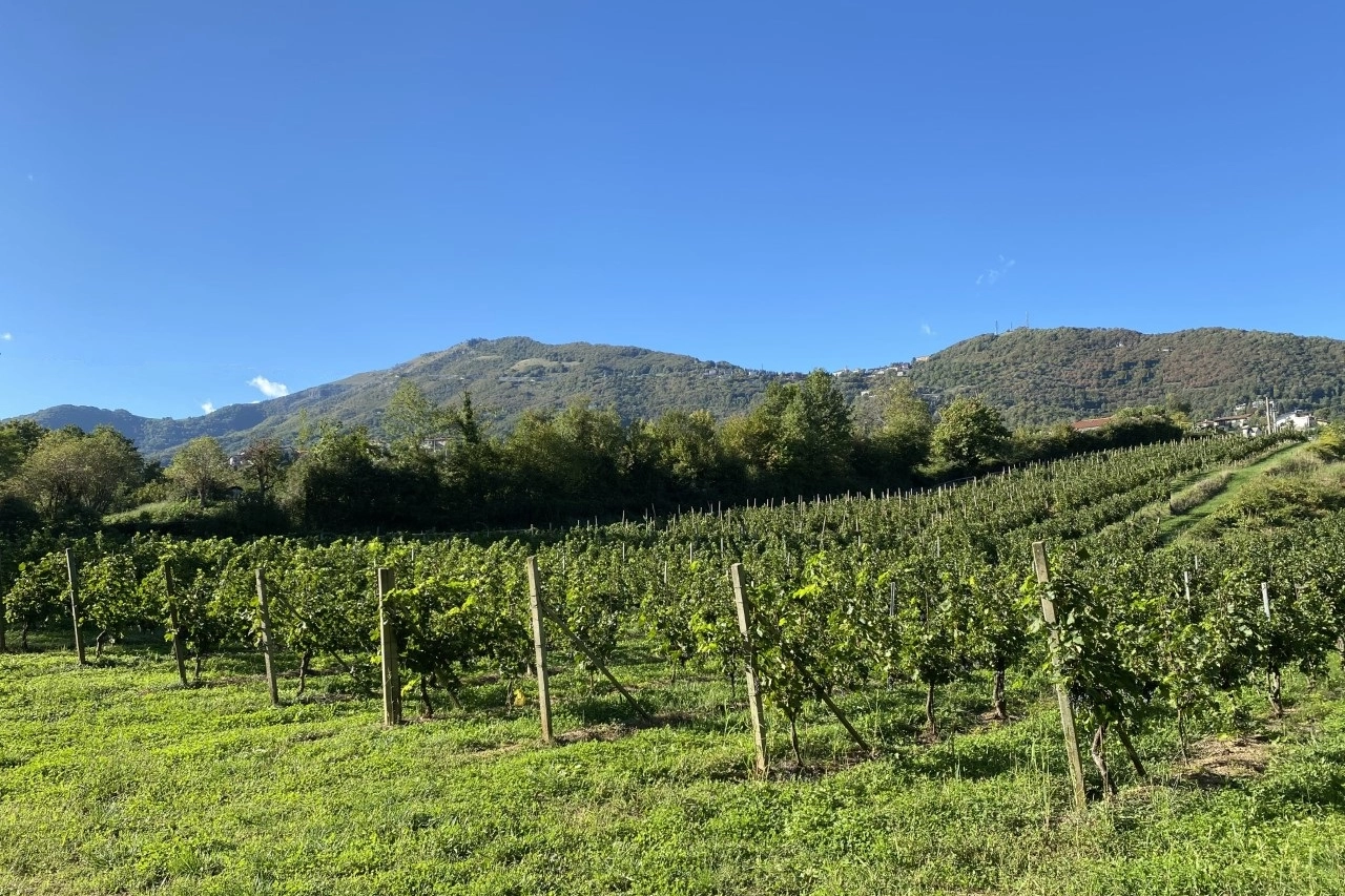West Bergamo Wine