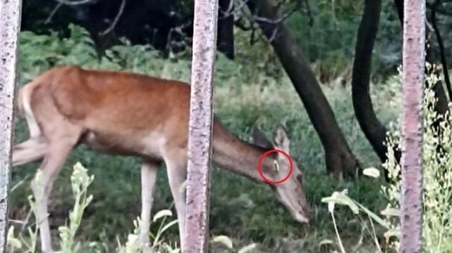 Lieto fine per mamma cerva Era trafitta da una freccia Curata e rimessa in libertà Lieto fine per mamma cerva Era trafitta da una freccia Curata e rimessa in libertà