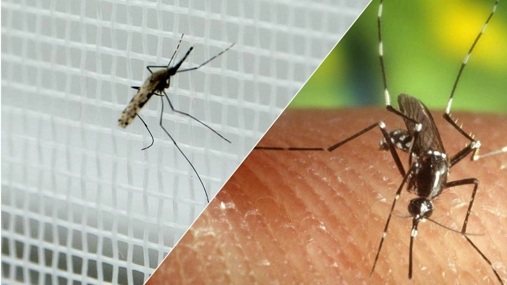È arrivata la West Nile  Due i pazienti  ricoverati in ospedale