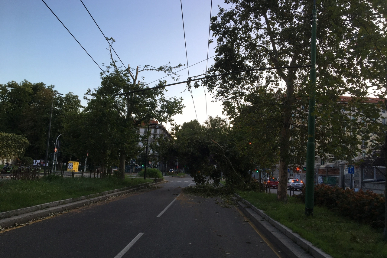 Rami sulla linea aerea del filobus 92 all'altezza di piazza Dateo