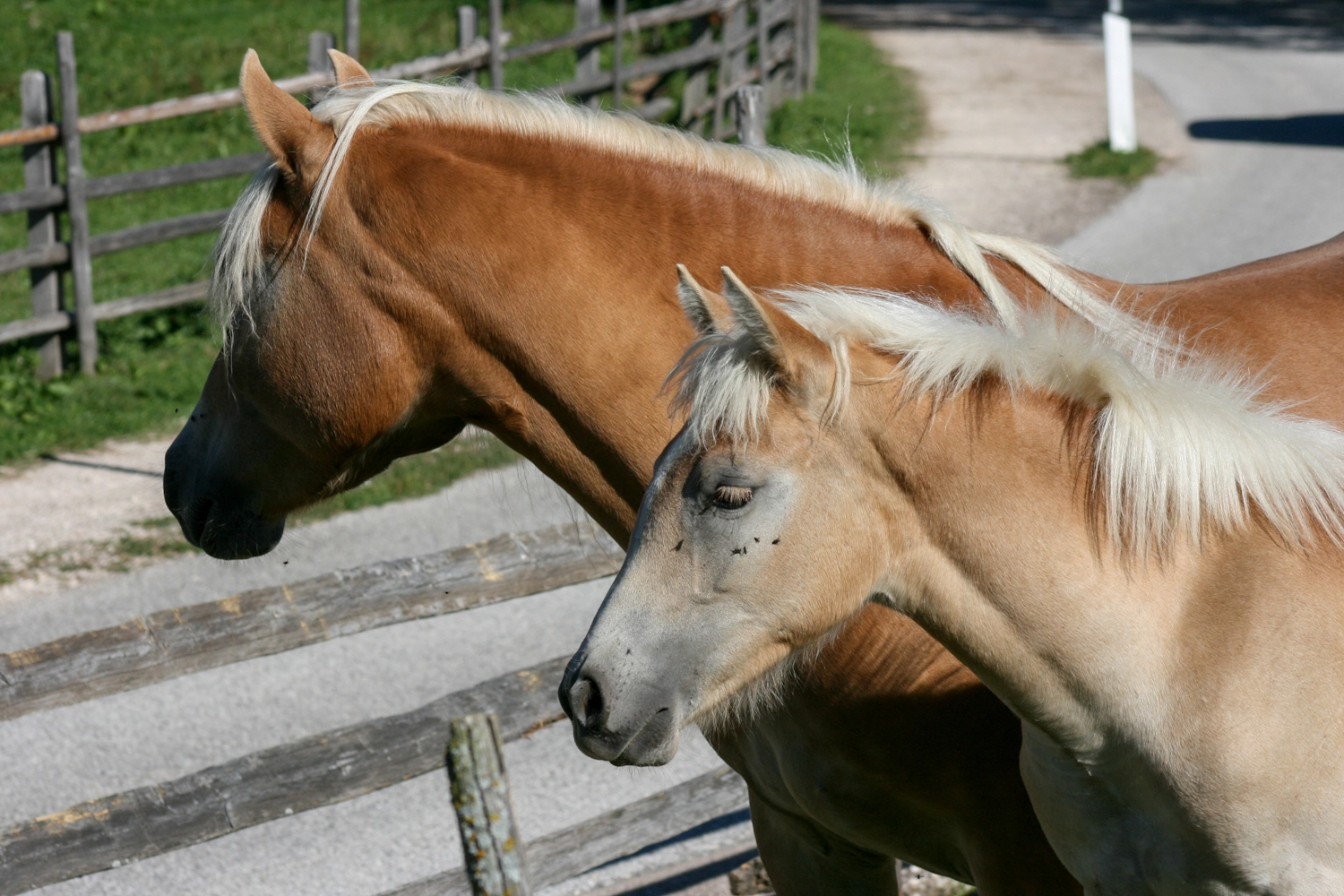 Due cavalli nel recinto (foto repertorio)