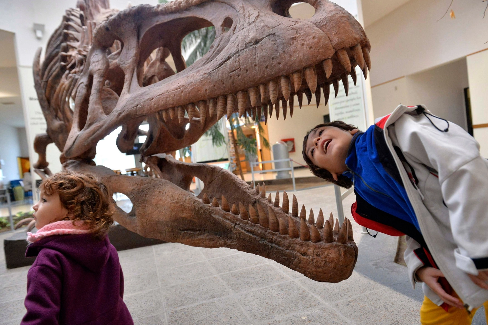 La testa di un dinosauro in una foto Reuters