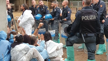 Abbattuti i maiali del rifugio Cuori liberi: “C’erano 40 animali ammalati, il focolaio di peste suina va fermato”