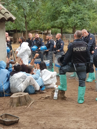 Abbattuti i maiali del rifugio Cuori liberi: “C’erano 40 animali ammalati, il focolaio di peste suina va fermato”