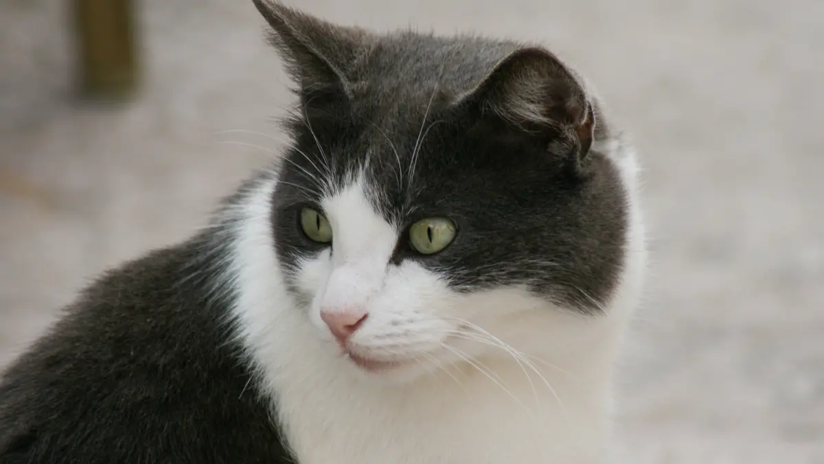 Gatto (Archivio) Gatto (Archivio)
