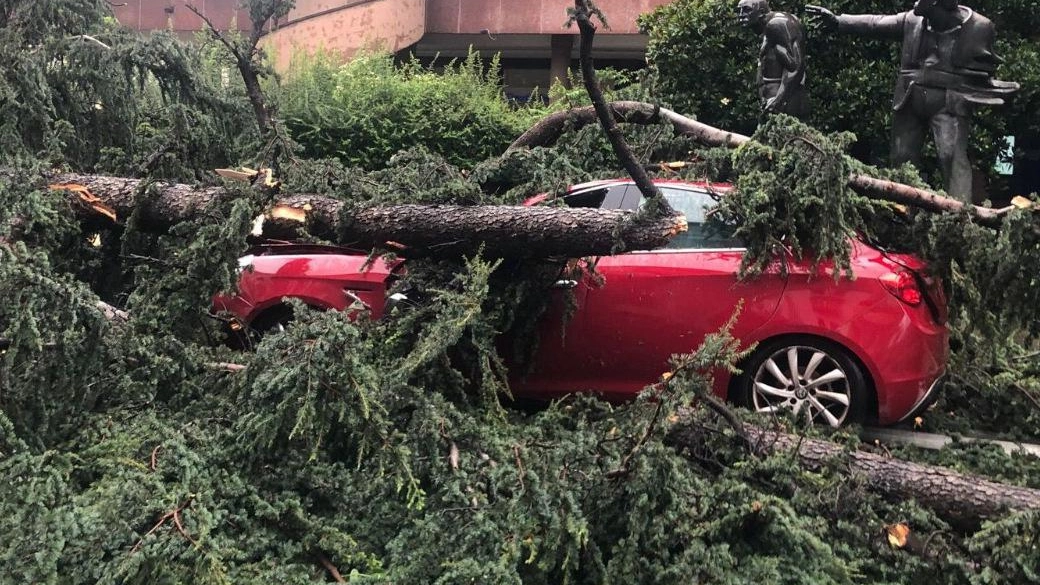 Auto schiacciata da un enorme pino a Legnano