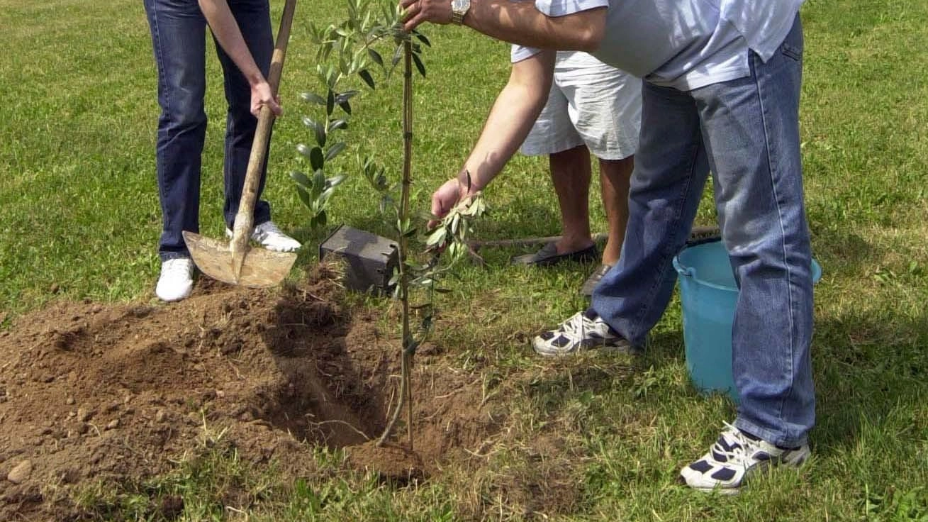Un albero per la salute. Una farnia mette radici davanti all’ospedale