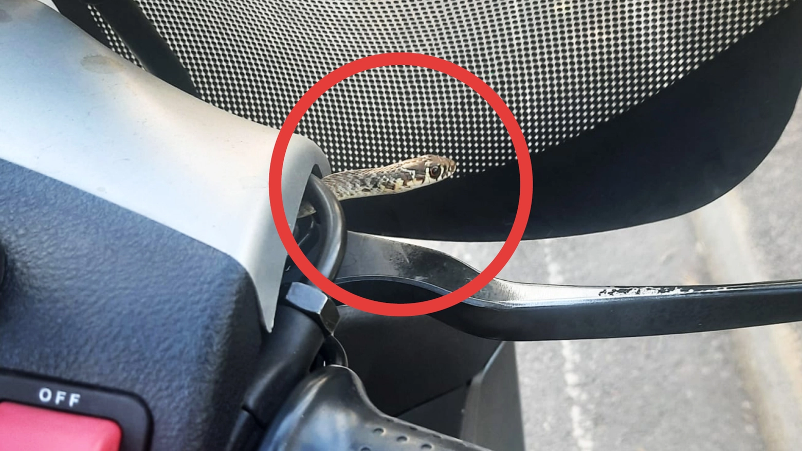 Il serpente nascosto nel motorino era un "Biacco", secondo l'Ente protezione animali di Milano