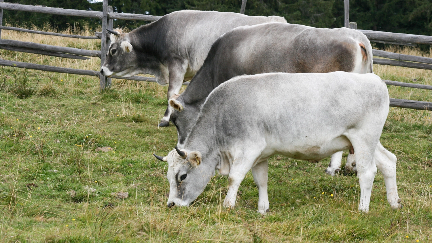 Tre mucche al pascolo (Foto L.Gallitto)