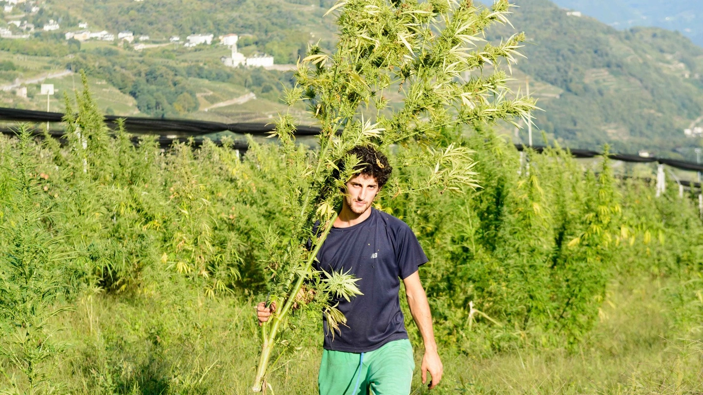 Andrea Pelacchi, coltivatore di cannabis terapeutica