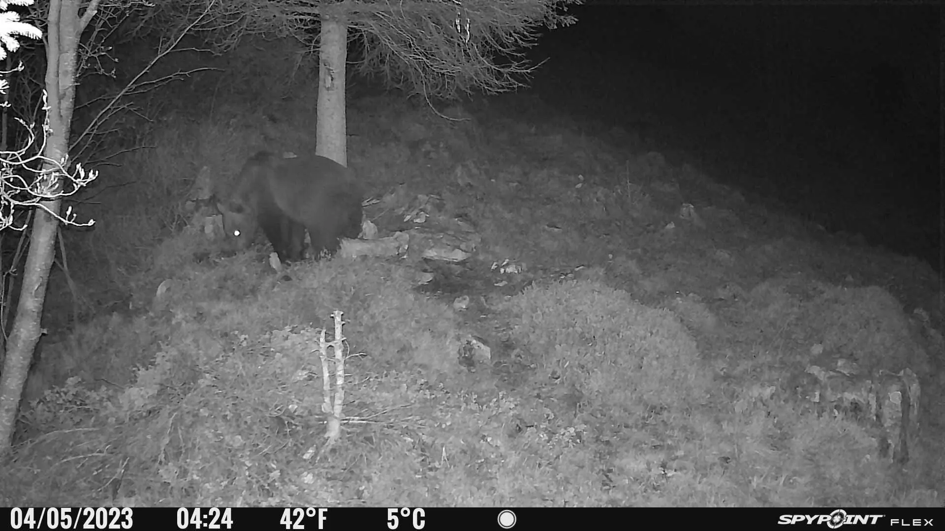 Orso nei boschi in Valtrompia: immortalato da una foto trappola