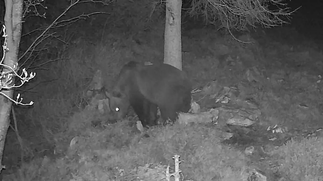 L'orso immortalato dalla foto trappola
