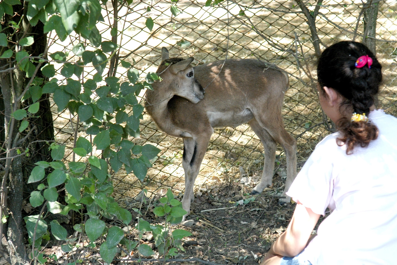 L'oasi Wwf permette a grandi e piccoli incontri a tu per tu con gli animali selvatici